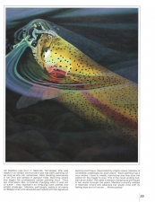 H20 magazine, AD Maddox, fly fishing art, fly fishing artist, AD Maddox Art, Rise series #1