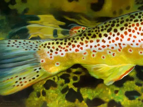 Colorful trout swimming upstream, showing orange and red spots along a yellow-green body with blue-tinted fins against a green underwater background.